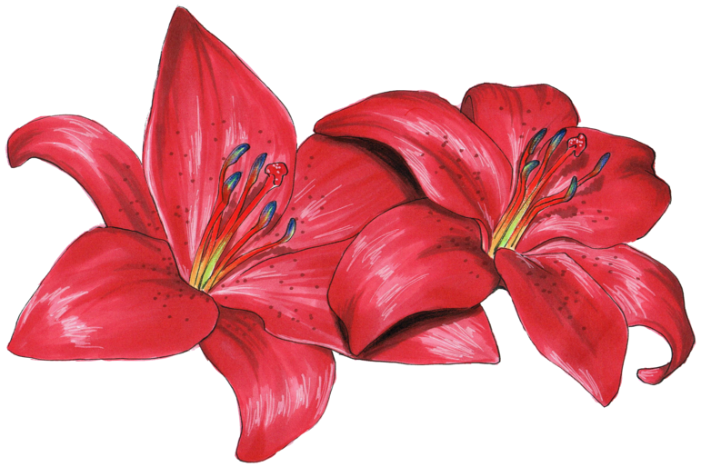 Png Royalty Free Download Flower Philadelphicum Olsikowa - Wood Lily Clipart (800x582), Png Download
