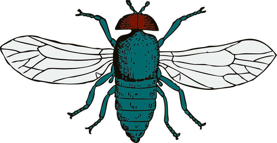 Blue Bottle Fly - Blue Bottle Fly Drawing Clipart (958x496), Png Download