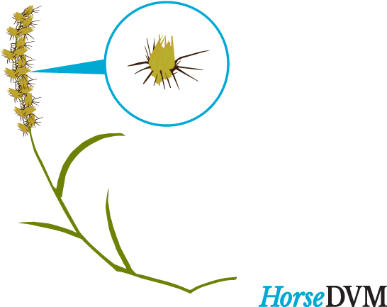 Southern Sandbur - Cenchrus Echinatus Clipart (625x500), Png Download