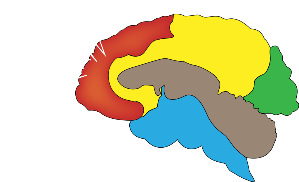 Brain Regions - Brain Clipart (1024x626), Png Download