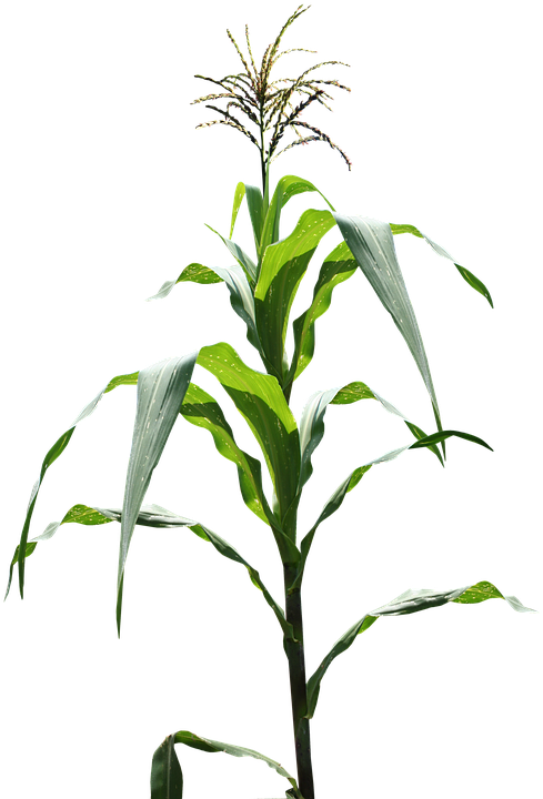 Maize Clipart (499x720), Png Download