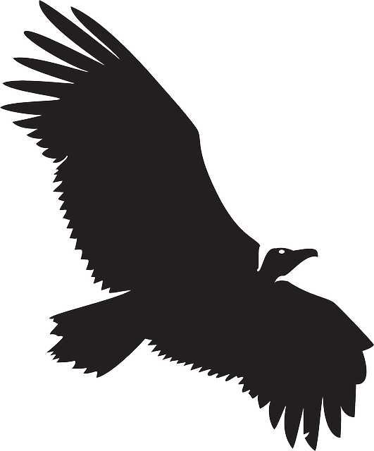 Spread, Silhouette, Bird, Wings, Animal, Vulture - Black Buzzard Wings Spread Clipart (531x640), Png Download