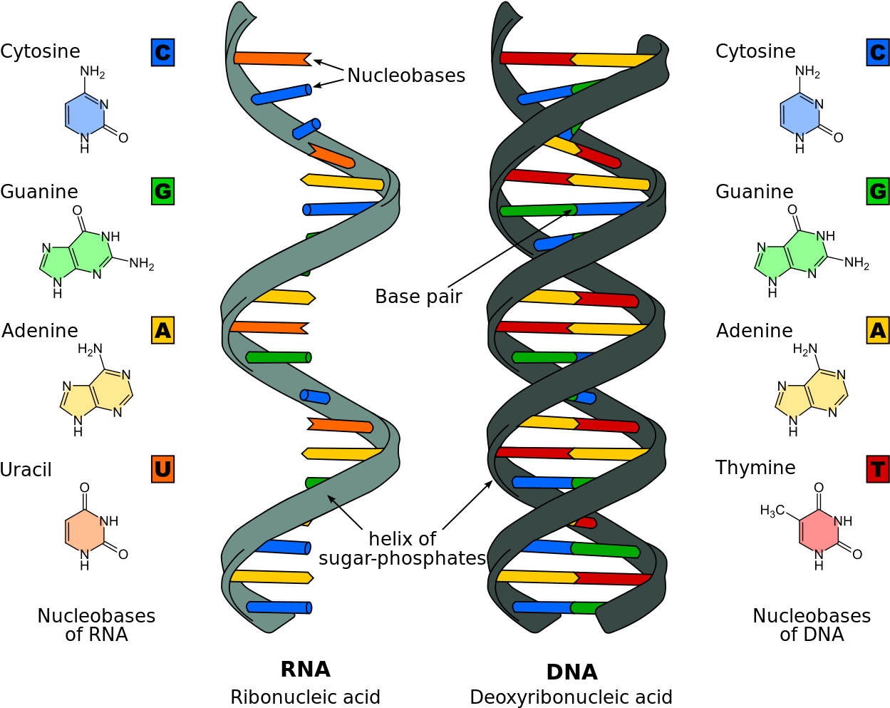 Rna Is A Singe Strand While Dna Is Double-stranded - Nucleic Acids Clipart (1124x899), Png Download