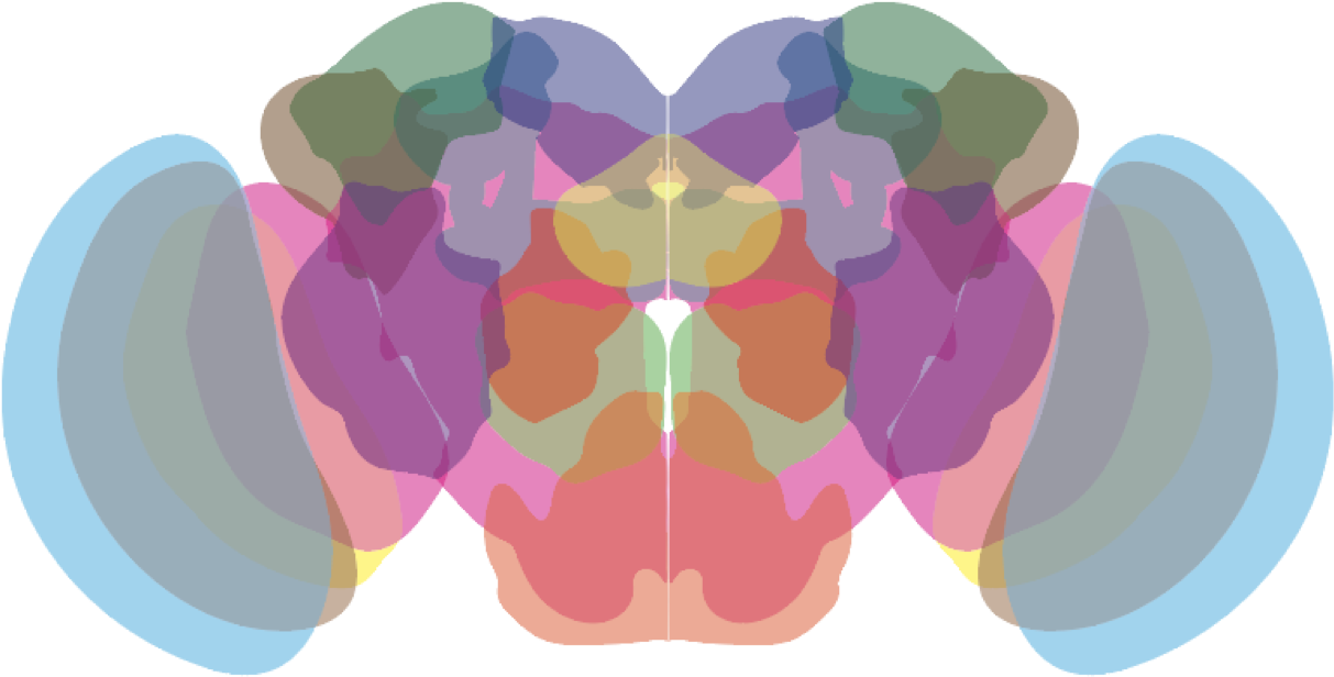 We Study Neuronal And Glial Cell Types In The Ageing - Illustration Clipart (1296x694), Png Download