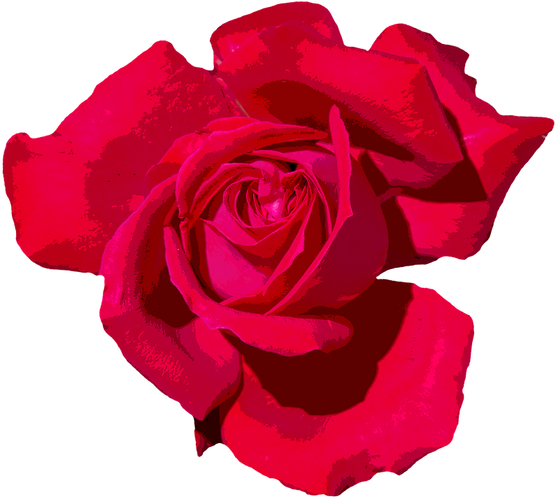 Rose Png 10, Buy Clip Art - Rose Transparent Png (922x720), Png Download