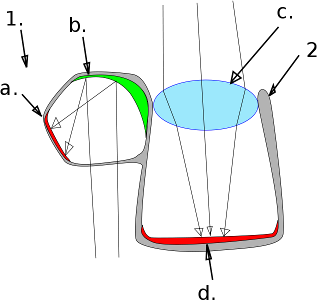 A Viewed Object Is - Barreleye Fish Eye Diagram Clipart (642x599), Png Download