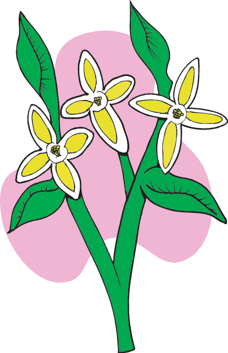 Plants On The Trail With Lewis And Clark - Plants Did Lewis And Clark Find Clipart (464x720), Png Download