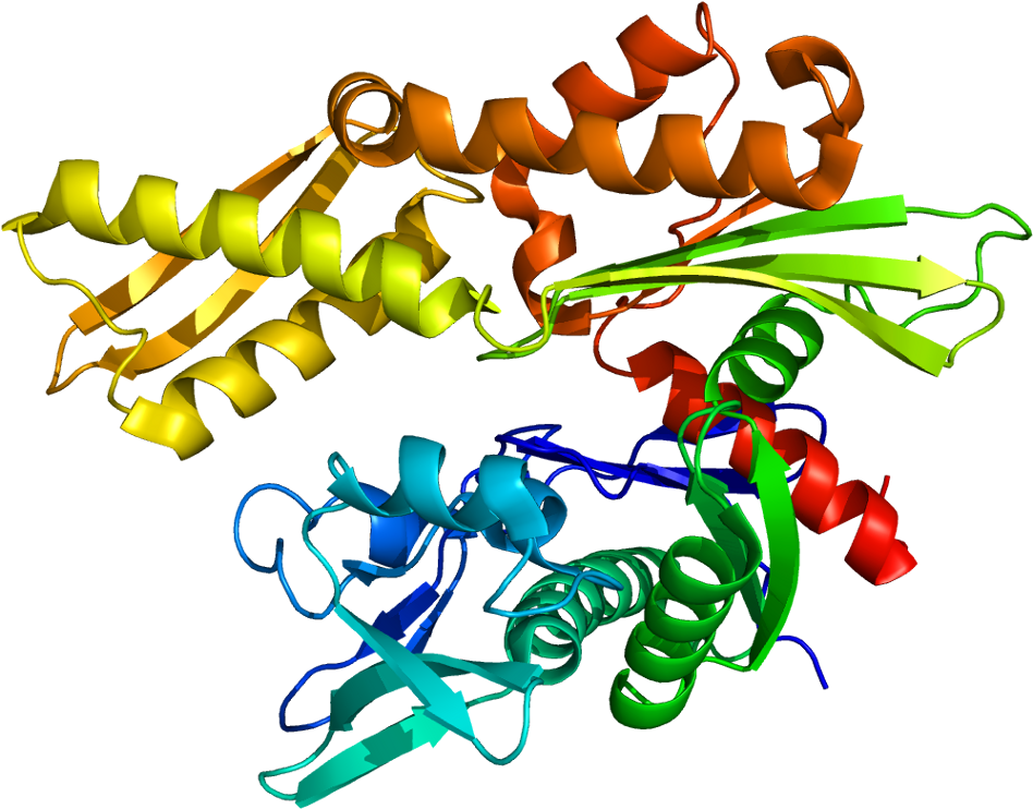 Proteina De Choque Termico Clipart (997x791), Png Download