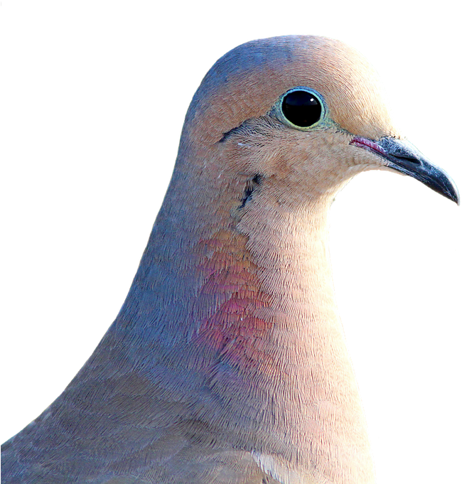 Pigeon Png 4, Buy Clip Art - Mourning Dove Transparent Background (717x720), Png Download