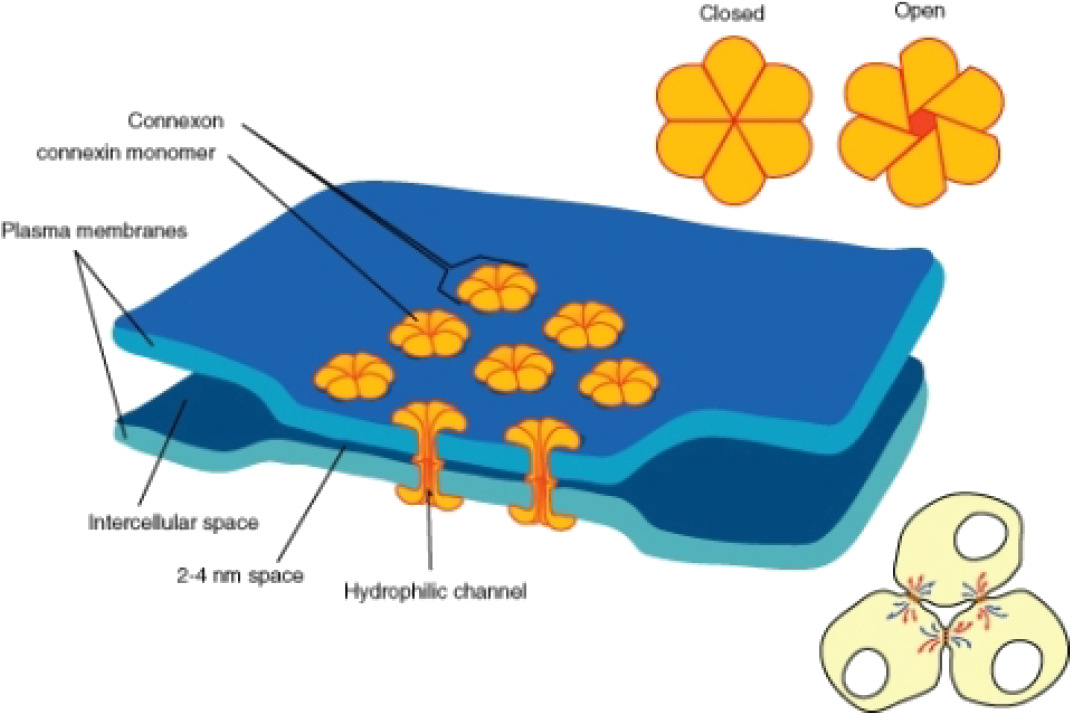 Electrical Synapses Are More Common In The Nervous - Gap Junctions Clipart (1097x736), Png Download