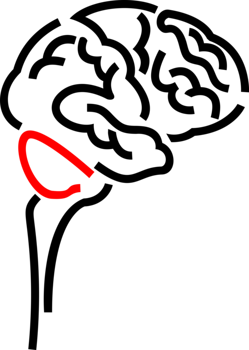 Vector Illustration Of Human Brain Organ Serves As - Illustration Clipart (499x700), Png Download