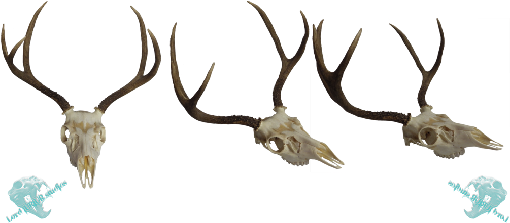 Whitetail Deer Skull Clip Art Download - White-tailed Deer - Png Download (1005x441), Png Download