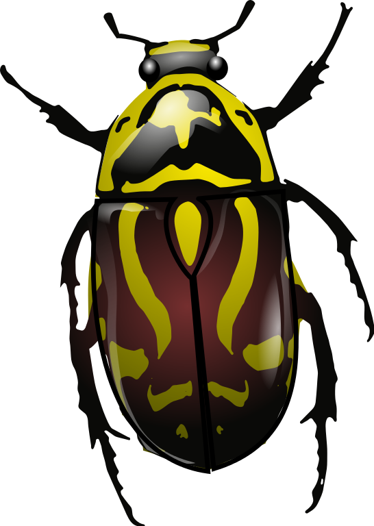 File - Fiddler Beetle - Svg - Fiddler Beetle Clipart (546x768), Png Download