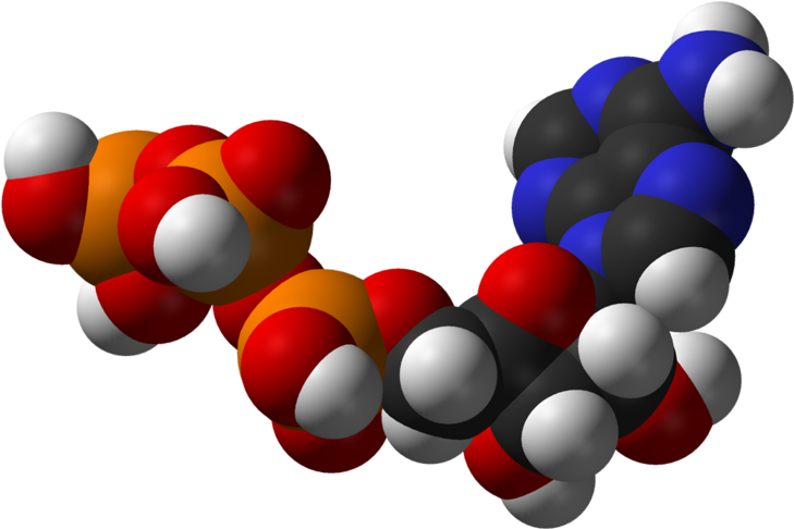 Slow Metabolism - Atp Molecule Png Clipart (800x557), Png Download