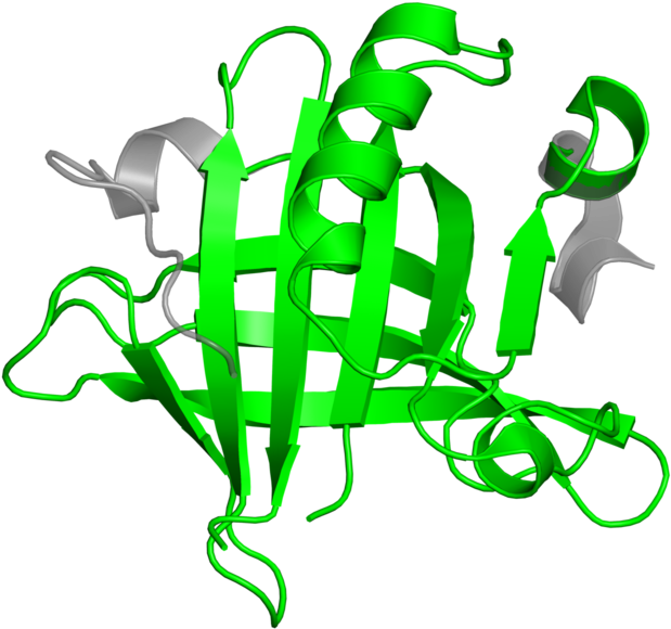 Beta-lactoglobulin Clipart (800x800), Png Download