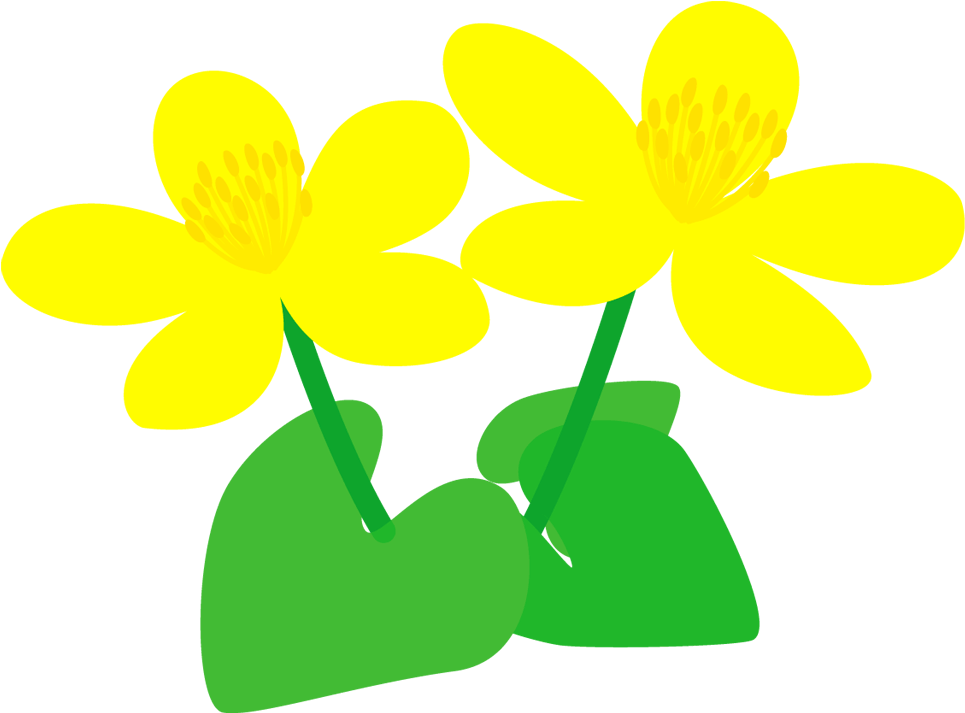 家庭で気を付けるポイント - Marsh Marigold Clipart (1000x800), Png Download