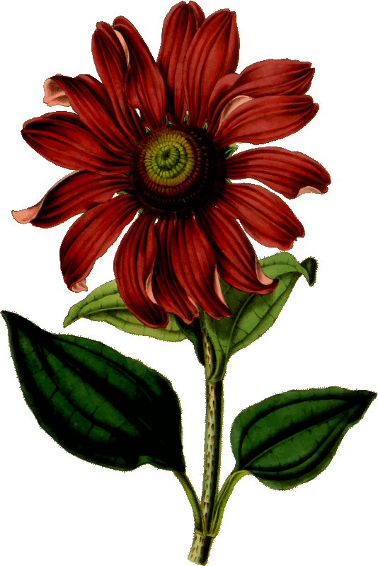 Medium Image - Flower Vintage Drawing Clipart (534x800), Png Download