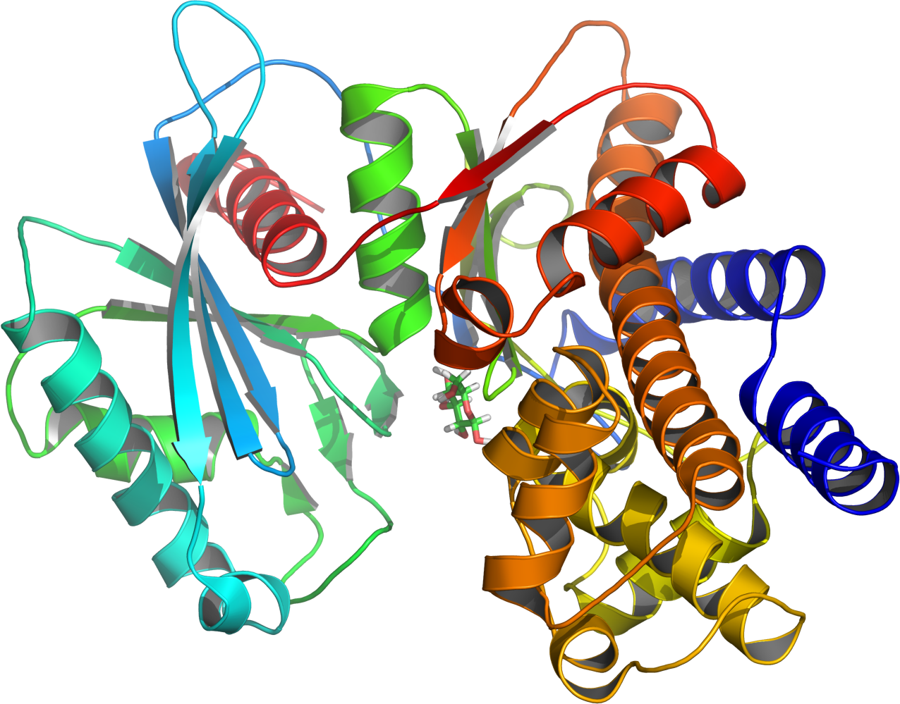 Glucokinase Enzyme Clipart (1276x999), Png Download