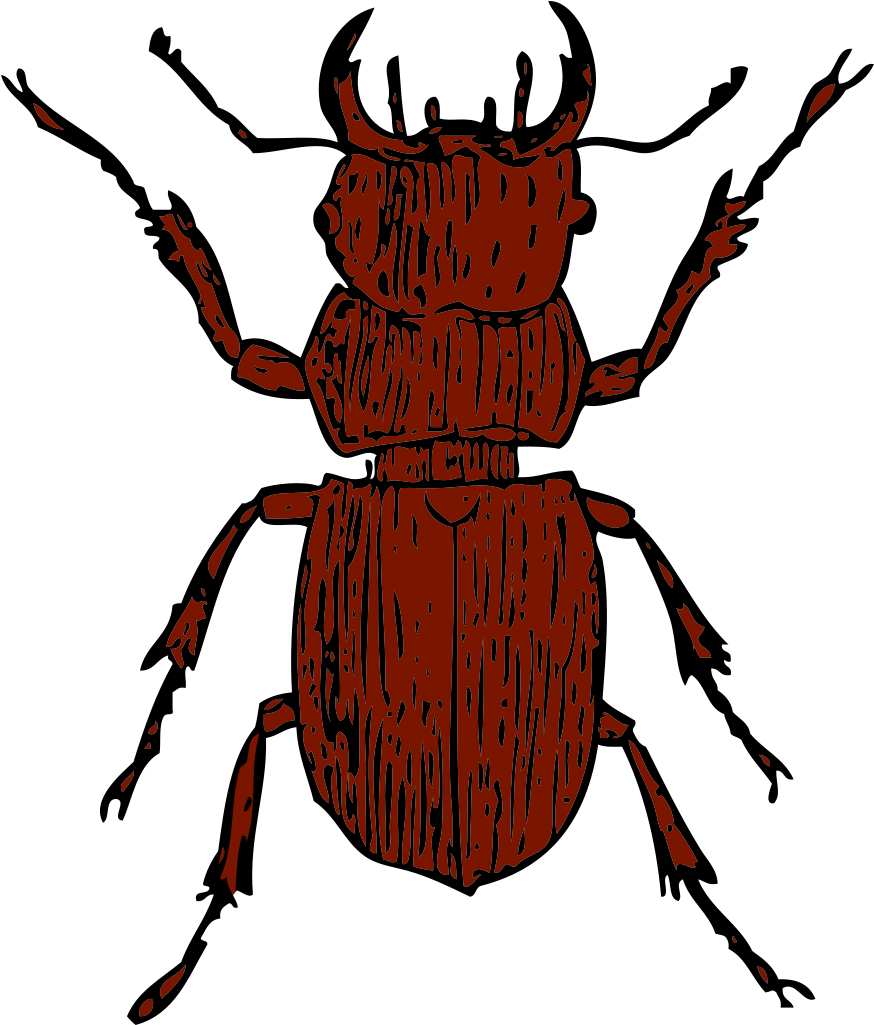 Beetle Clip Art - Stag Beetle Clipart - Png Download (768x900), Png Download
