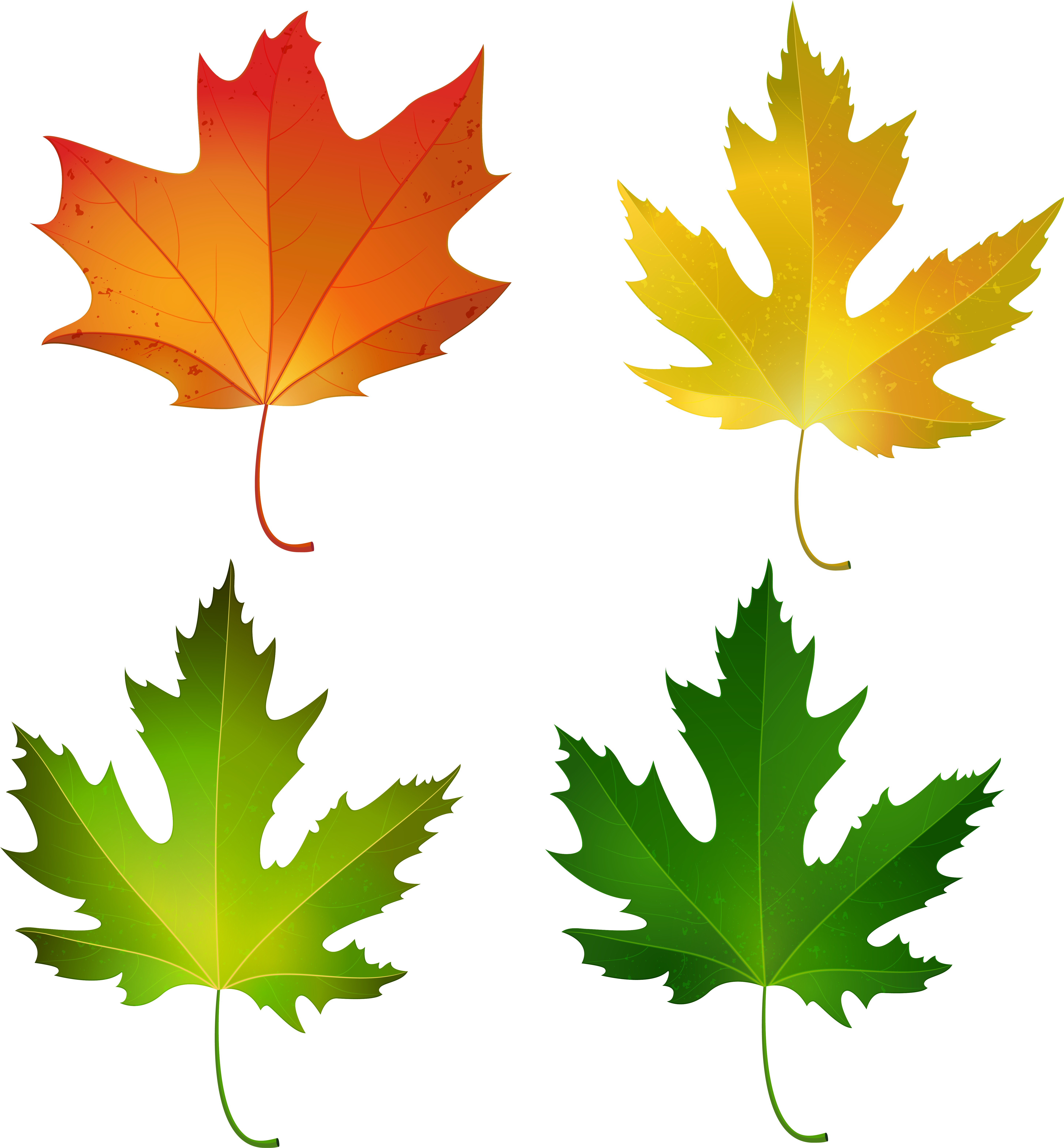 Maple Leaf Clipart, Clipart Images, Clip Art, Pictures, - Fall Maple Leaf Clipart - Png Download (571x600), Png Download