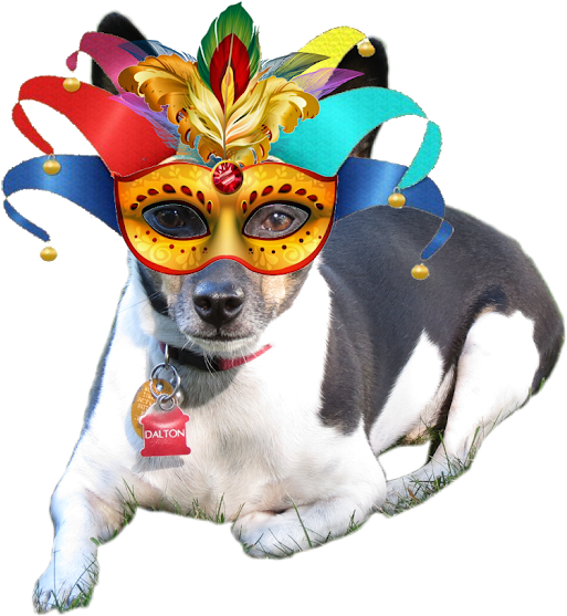 Her Gotcha Day Was Officially The 22nd, But They Combined - Forminhas Festa Carnaval Máscara Dourada Cores Sortidas Clipart (640x640), Png Download