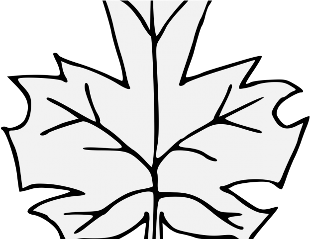 Maple Leaf Clipart Traceable - Maple - Png Download (640x480), Png Download