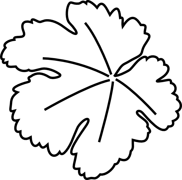 Clip Arts Related To - Giant Pumpkin Leaf Outline - Png Download (600x592), Png Download