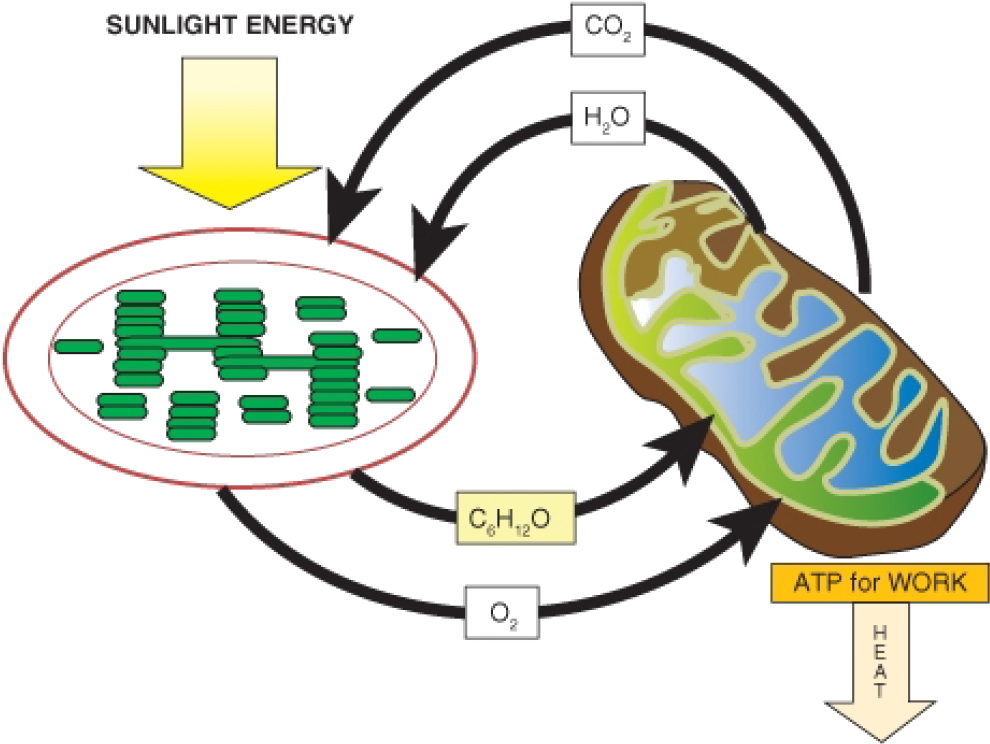 Algae Beads Bio Rad Clipart (1016x765), Png Download
