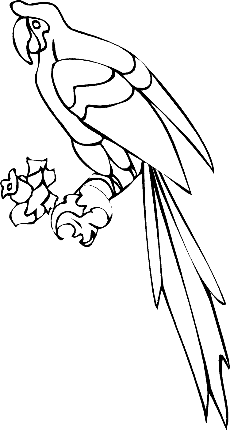 Parrot Clip Art Monkey 1 - Parrot Coloring Pages - Png Download (750x1404), Png Download
