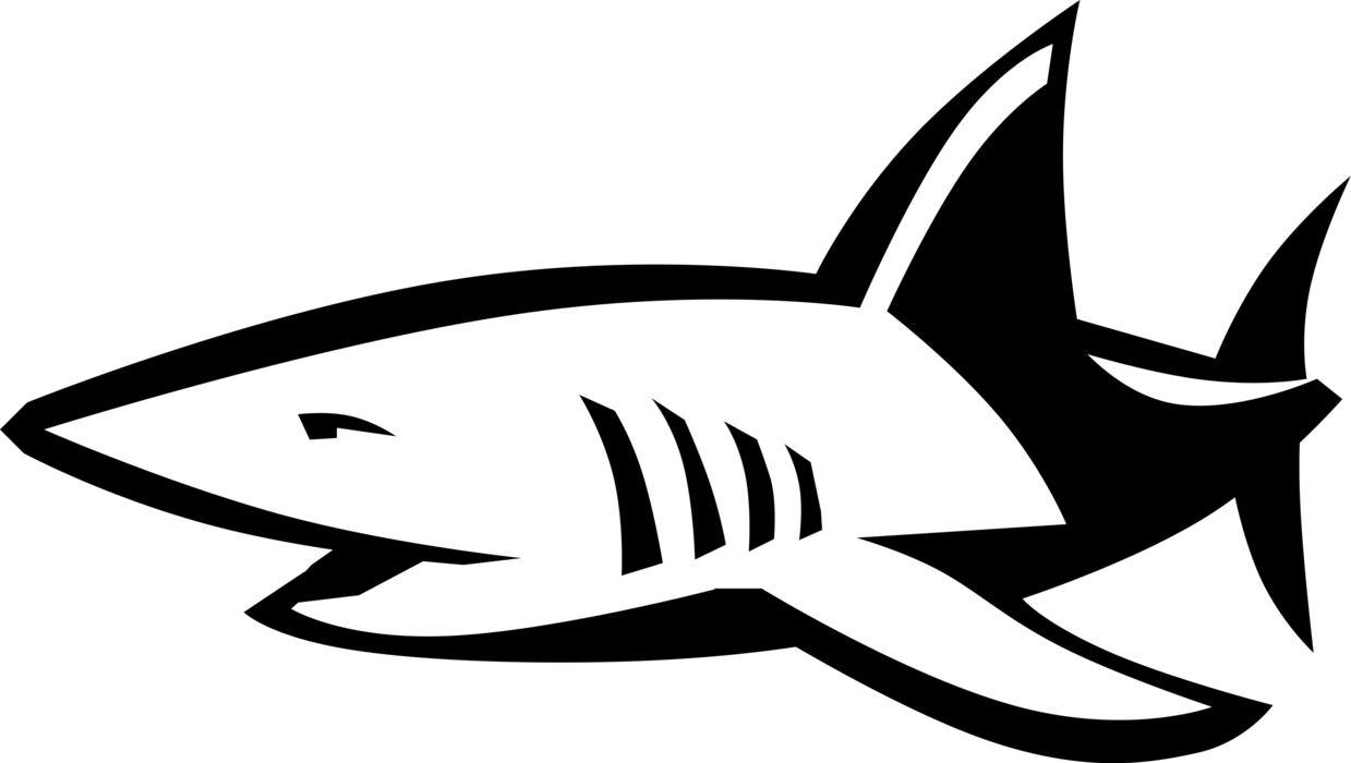 Vector Illustration Of Marine Predator Shark - Tubarao Em Vetor Png Clipart (1239x700), Png Download
