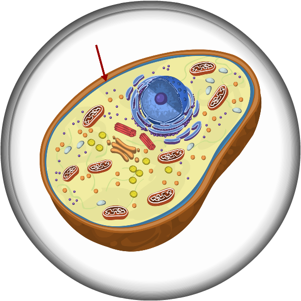 Circle Clipart (592x592), Png Download