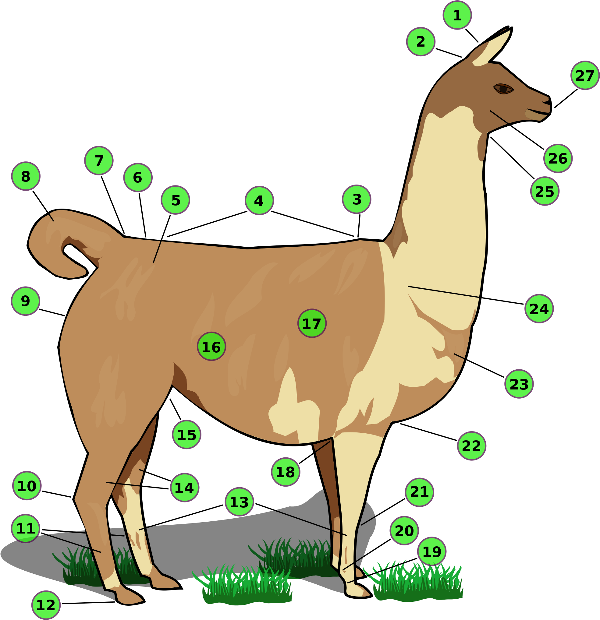 Names Of Llama Body Parts - Partes De La Llama Animal Clipart (600x619), Png Download