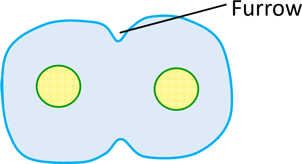 Furrow In Animal Cell - Circle Clipart (1073x606), Png Download