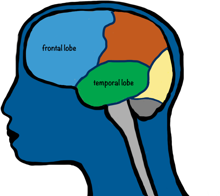 Rachael - Brain Clipart (1024x768), Png Download