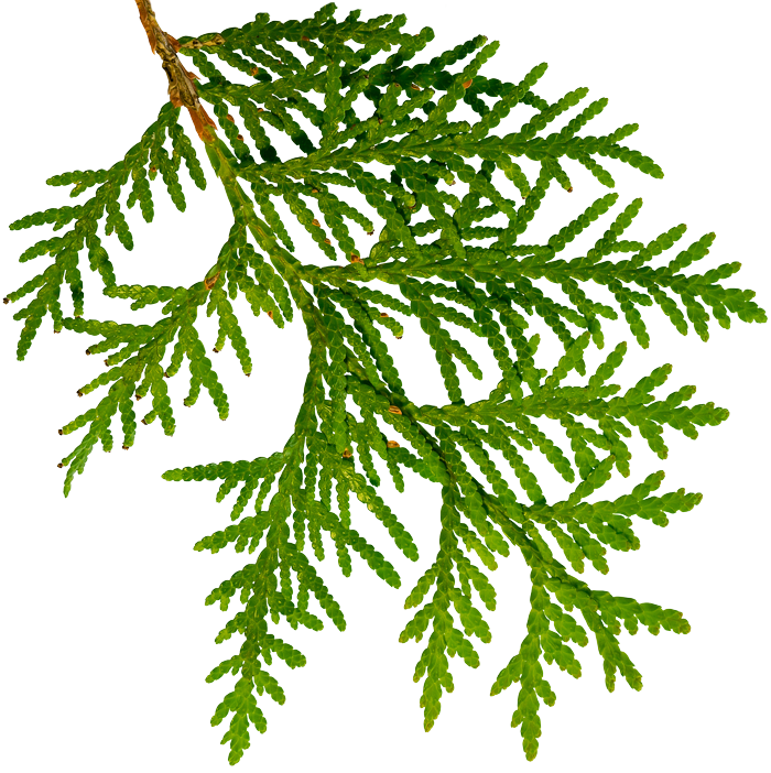 Cedar Clipart (700x702), Png Download