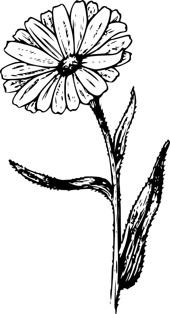 How To Set Use Calendula Svg Vector Clipart (490x900), Png Download