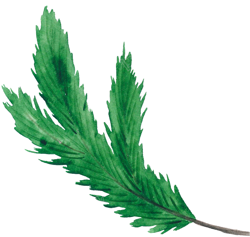 Christmas Tree Leaves Vector Png Christmas Leaves Png Transparent