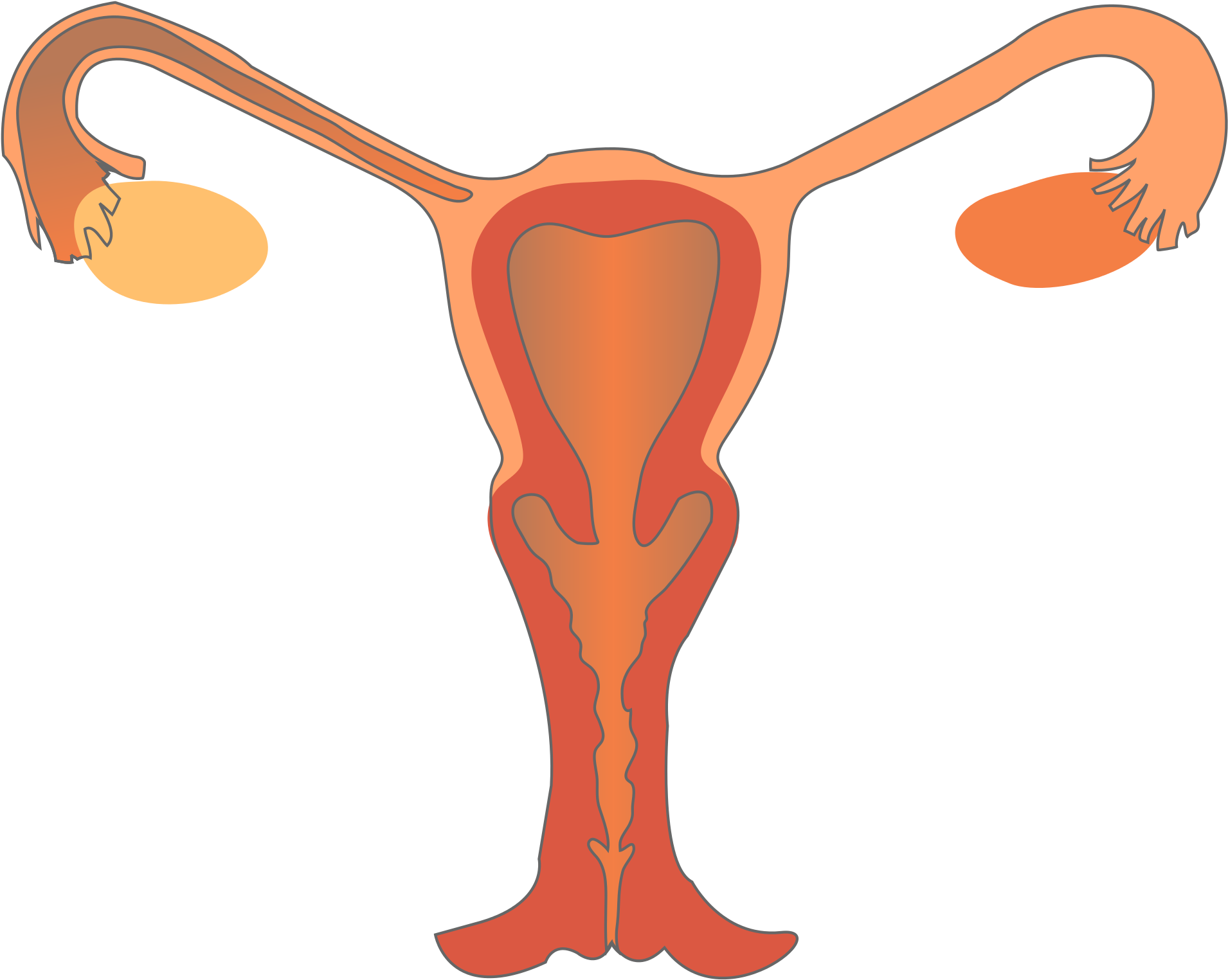 Open - Female Reproductive System Png Clipart (2000x1617), Png Download