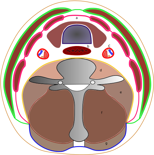 Lighter Clip Fascia - Deep Cervical Fascia - Png Download (543x768), Png Download