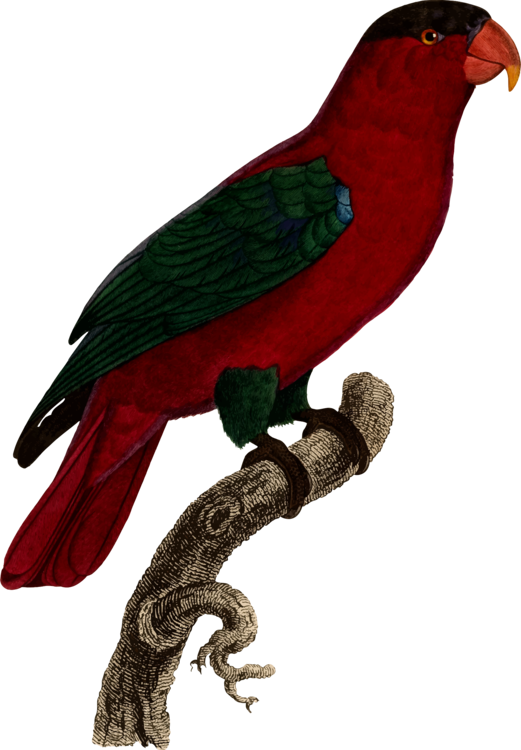 All Photo Png Clipart - Giclee Painting: Barraband's Parrot: Lory Or Collared, Transparent Png (521x750), Png Download