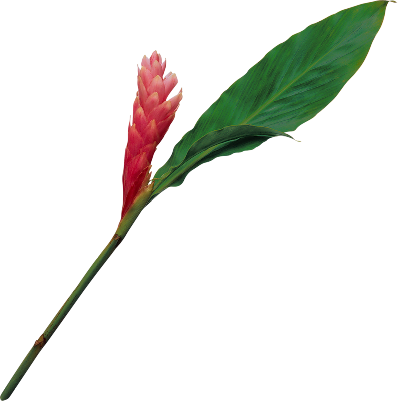 Фотографии В Альбоме «розовые» Svetlera На Яндекс - Notas Espirituales Para Mí Mismo: La Sabiduría Indispensable Clipart (795x800), Png Download