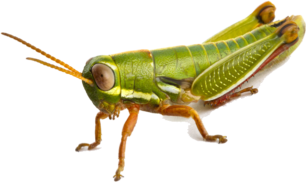 Grasshopper Png - South Africa Grasshopper Clipart (800x533), Png Download