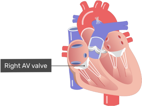 Meet The Heart - Heart Coronary Arteries Png Clipart (770x406), Png Download