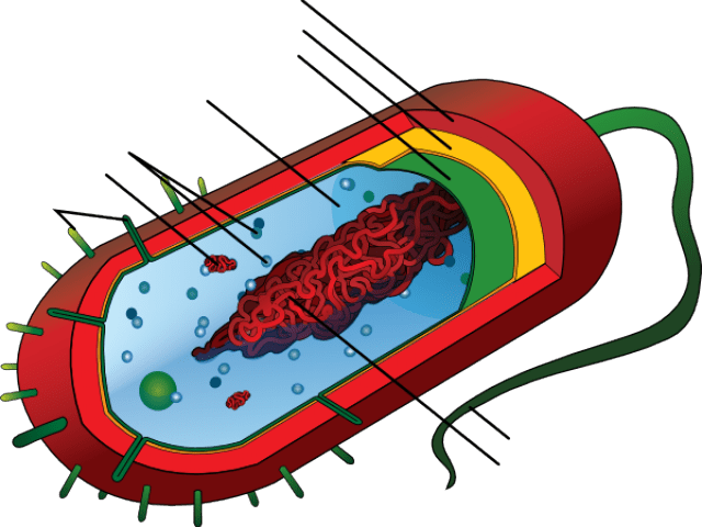Bacteria - Prokaryotic Cell Diagram Clipart (640x480), Png Download