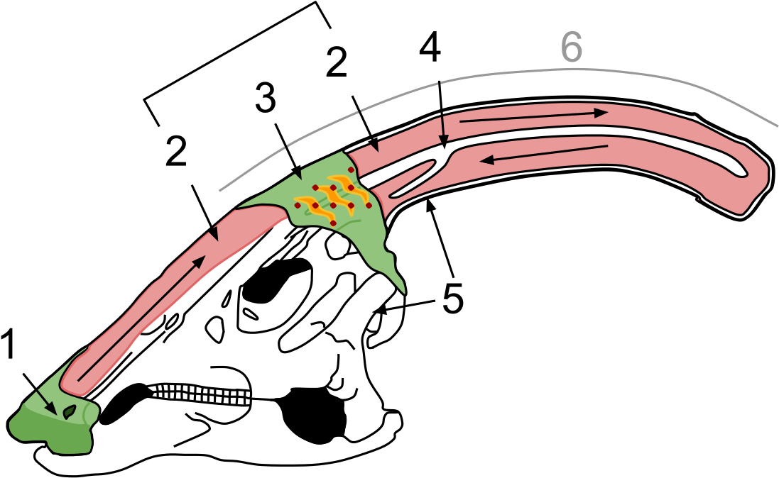 Do You Know The Names Of The Dinosaurs In The Jurassic - Parasaurolophus Crest Clipart (1280x895), Png Download
