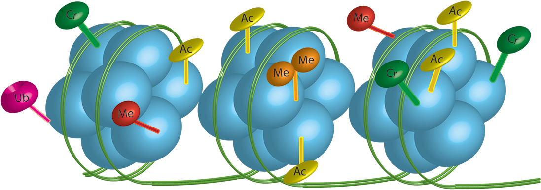 Our Lab Is Studying The Role Of Epigenetic Pathways - Radiation Therapy Clipart (1123x468), Png Download