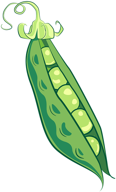 Green Pea Clipart (509x720), Png Download