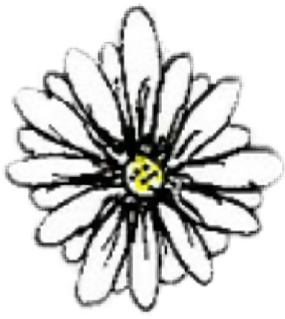 Black-eyed Susan Clipart (570x638), Png Download