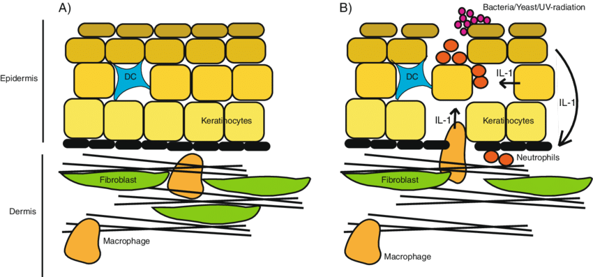 Nonimmune Cells Are A Source Of Proinflammatory Cytokines, Clipart (850x397), Png Download