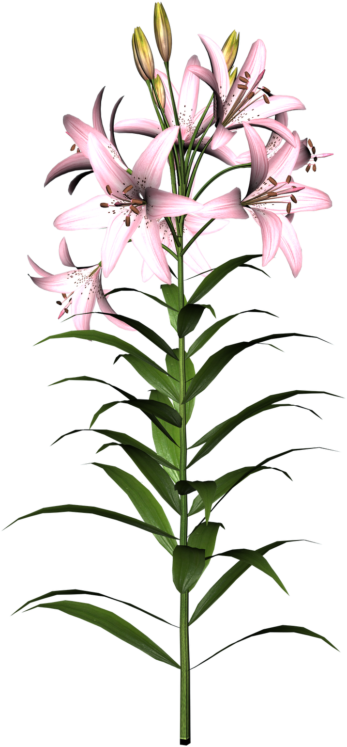 Clipart Info - Lily Flower - Png Download (1132x1600), Png Download